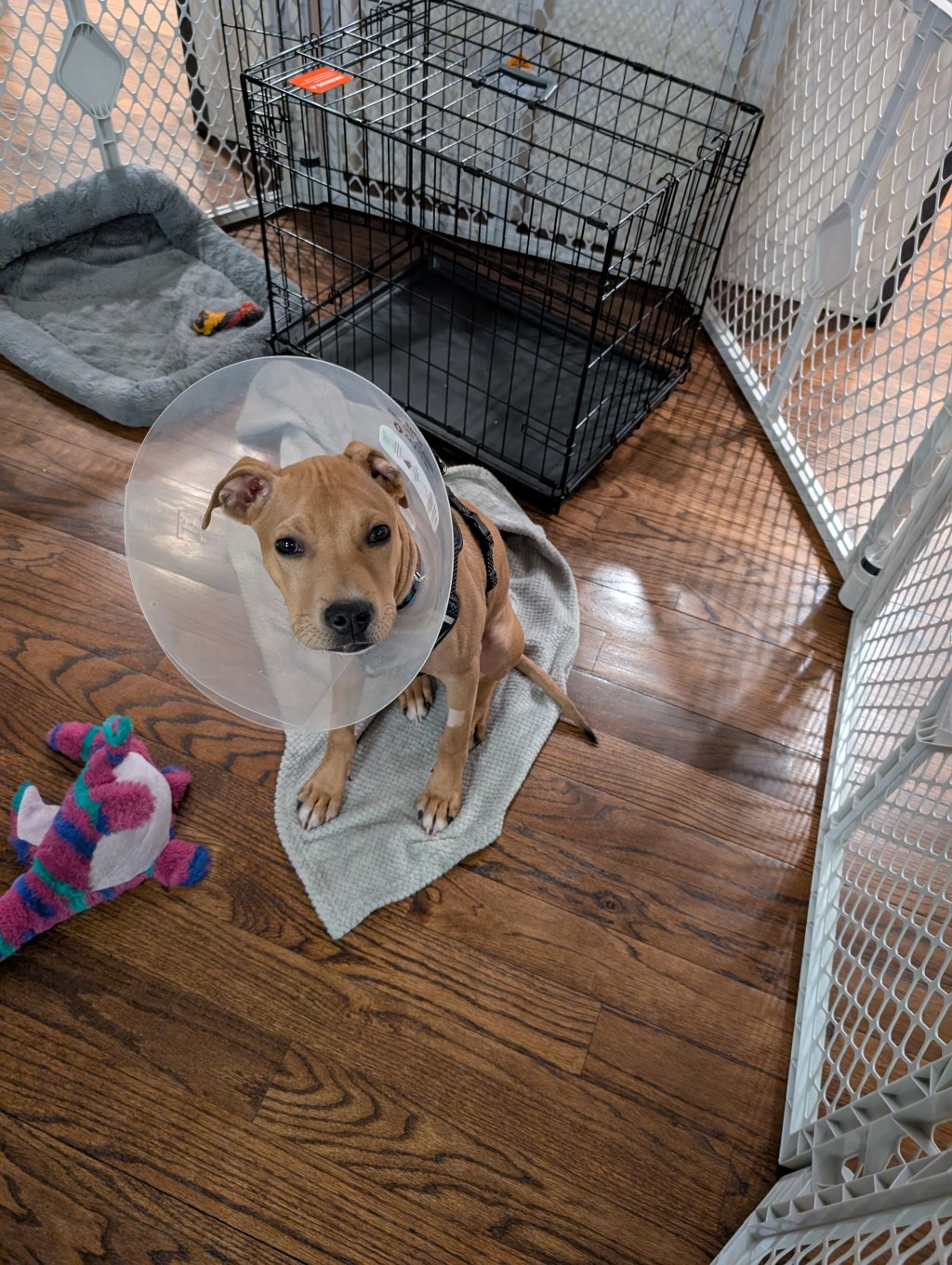 The Dreaded Cone