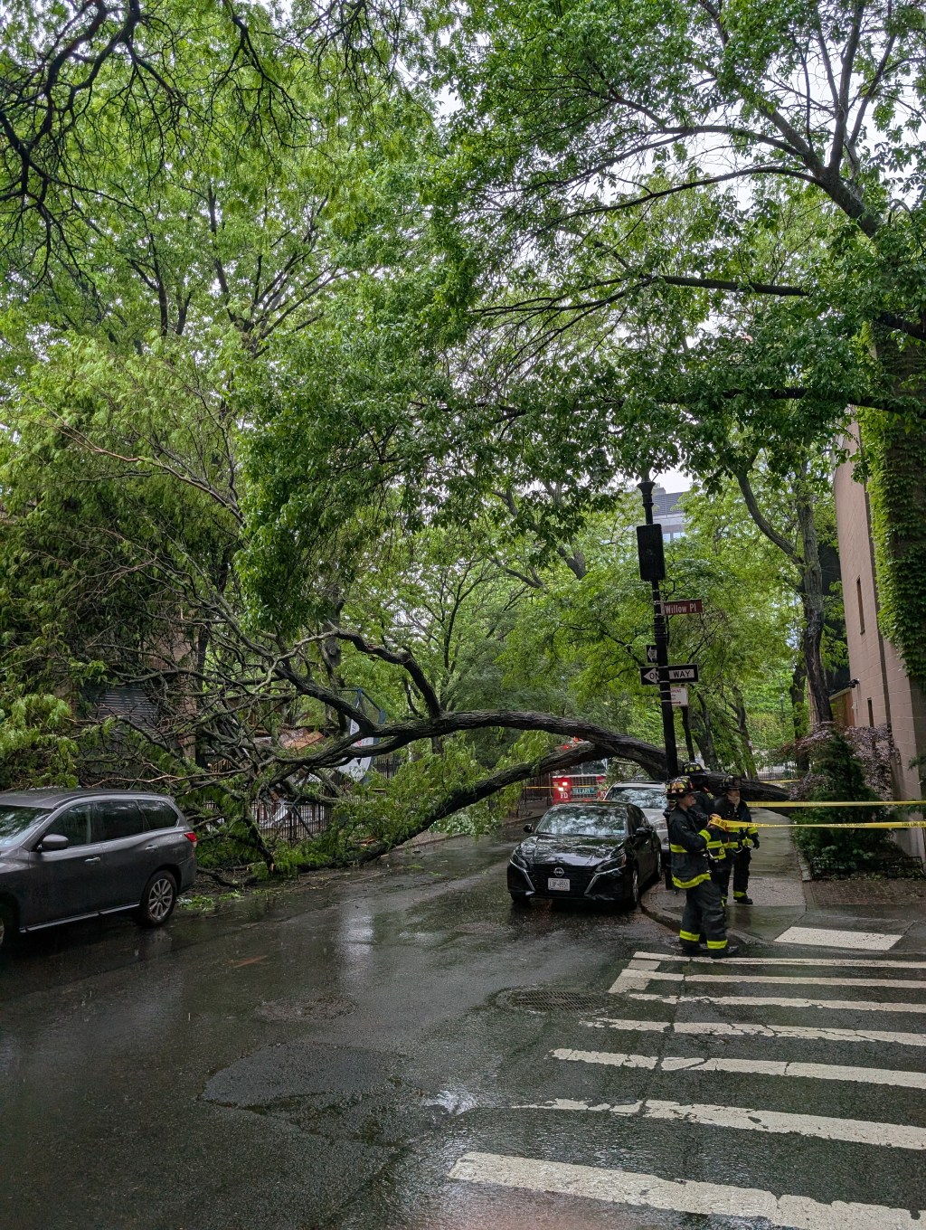 A Tree Falls in Brooklyn